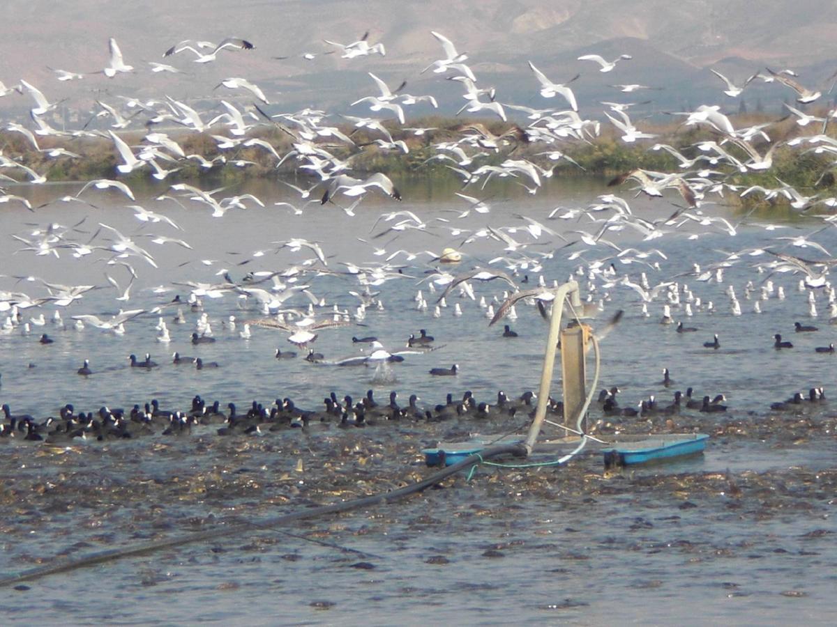 כפר רופין Jordan Valley Birding Lodge מראה חיצוני תמונה