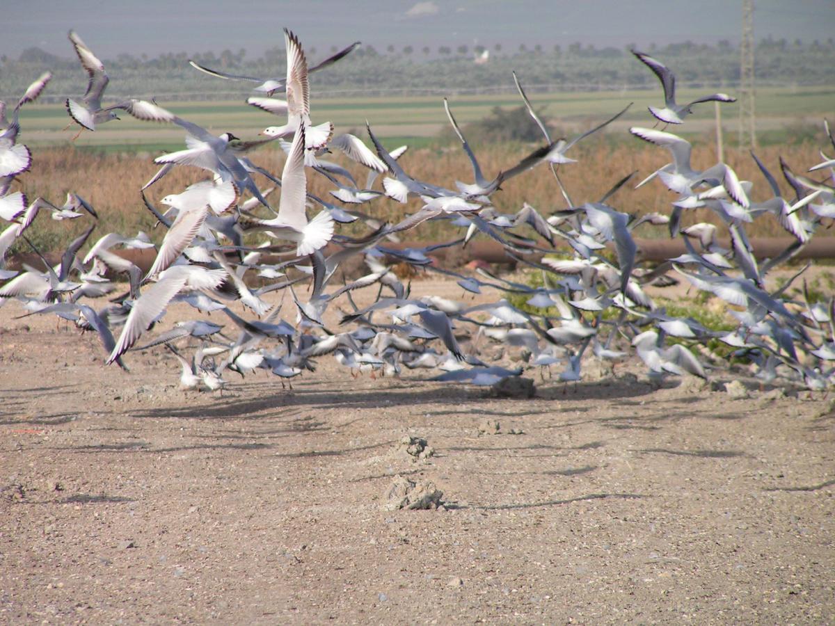 כפר רופין Jordan Valley Birding Lodge מראה חיצוני תמונה